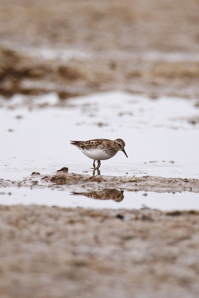 Least Sandpiper - ML638206028