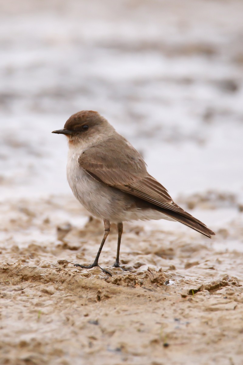 Dark-faced Ground-Tyrant - ML638206035