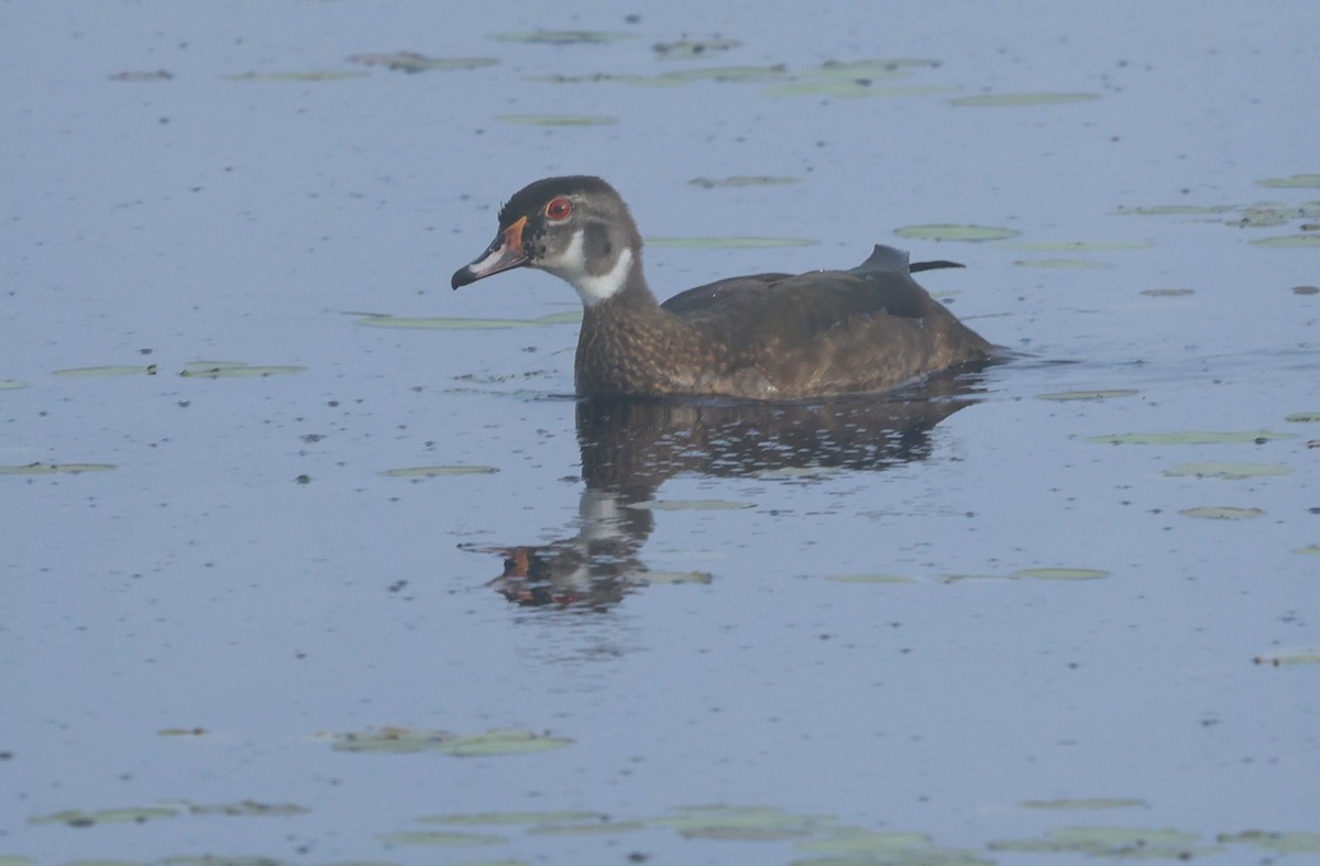 Wood Duck - ML638206059