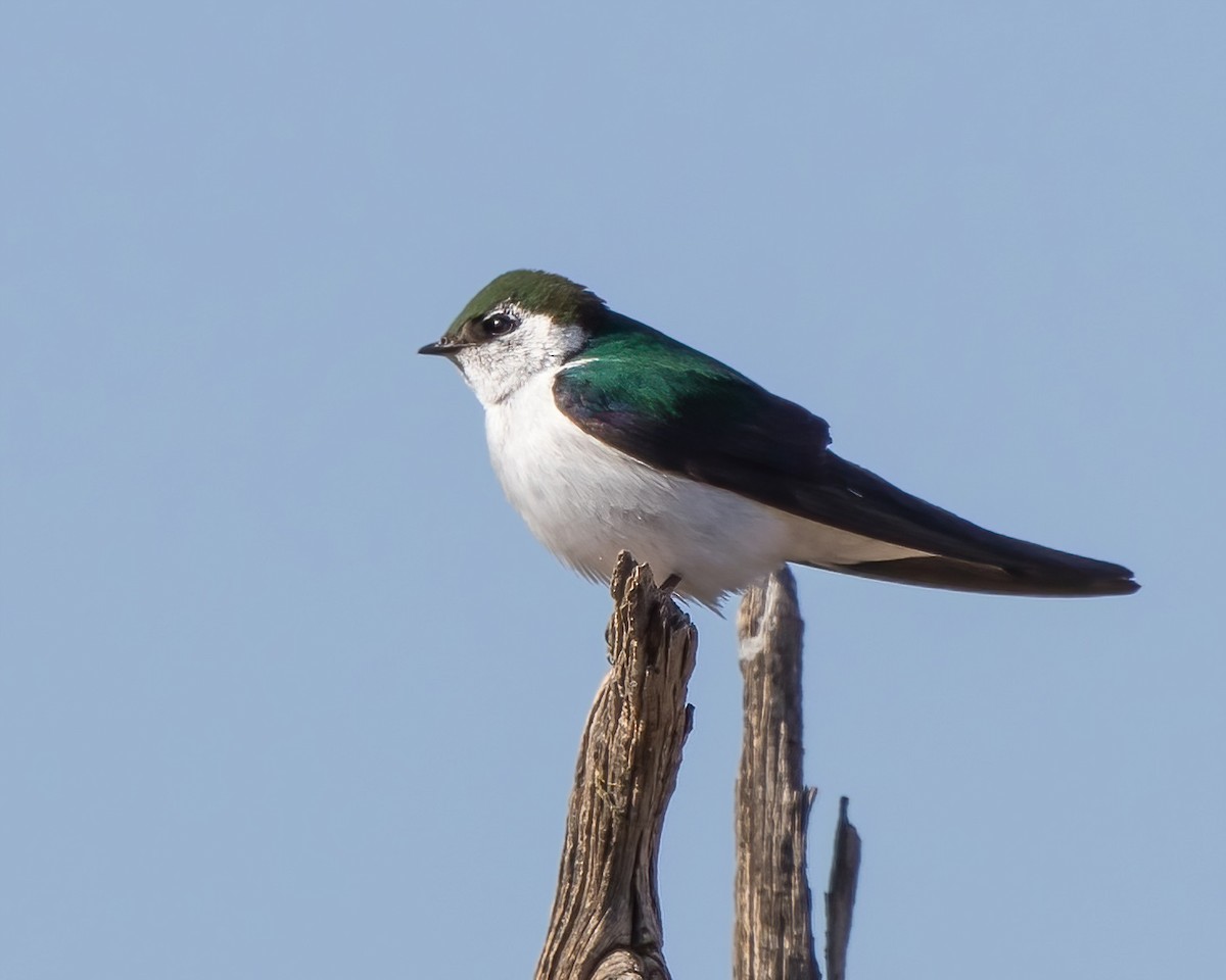 Violet-green Swallow - ML638206063