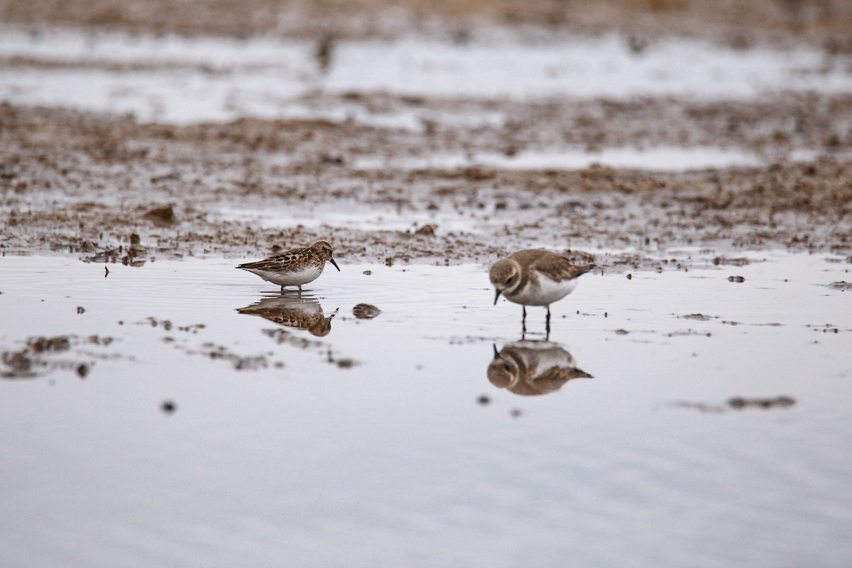 コフタオビチドリ - ML638206079