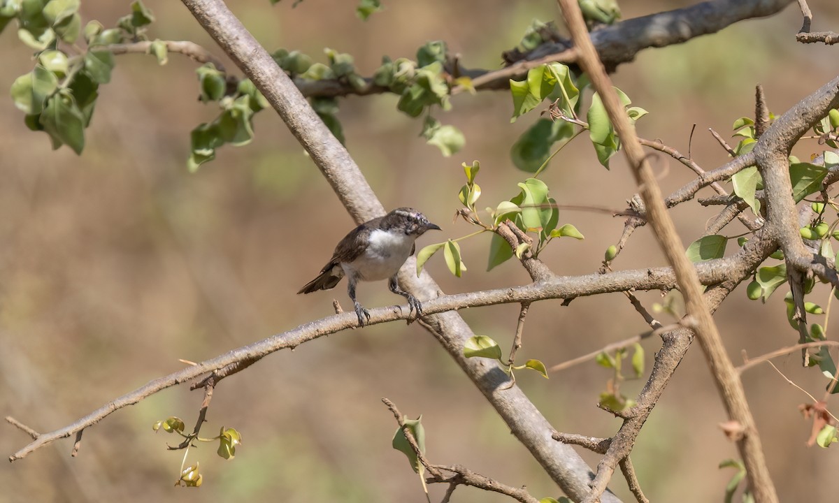 Eastern Violet-backed Sunbird - ML638206099