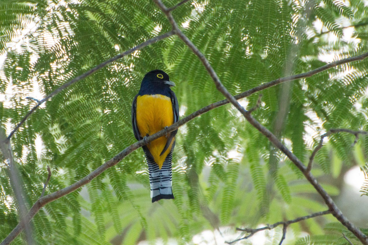 Gartered Trogon - ML638206117