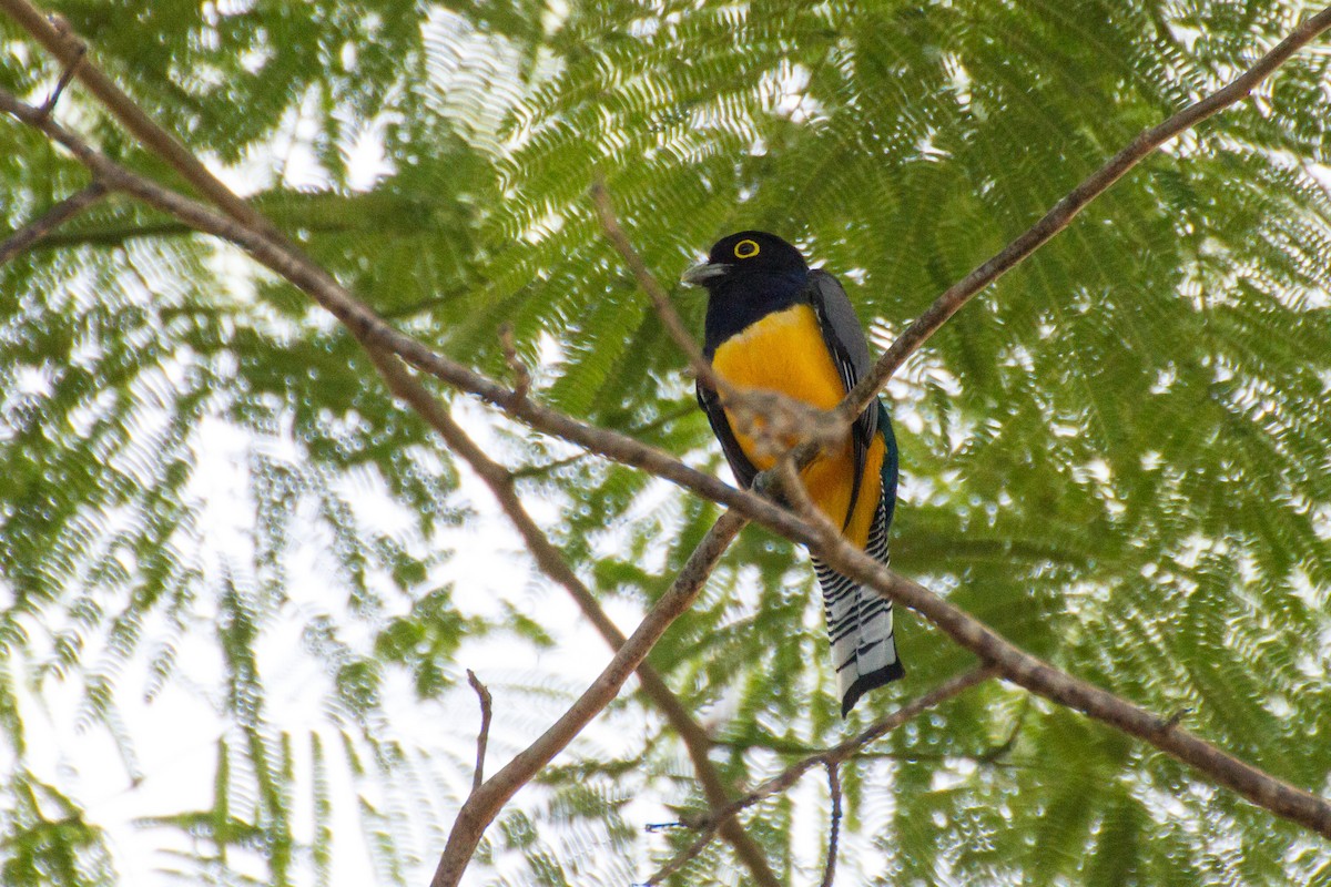 Gartered Trogon - ML638206118
