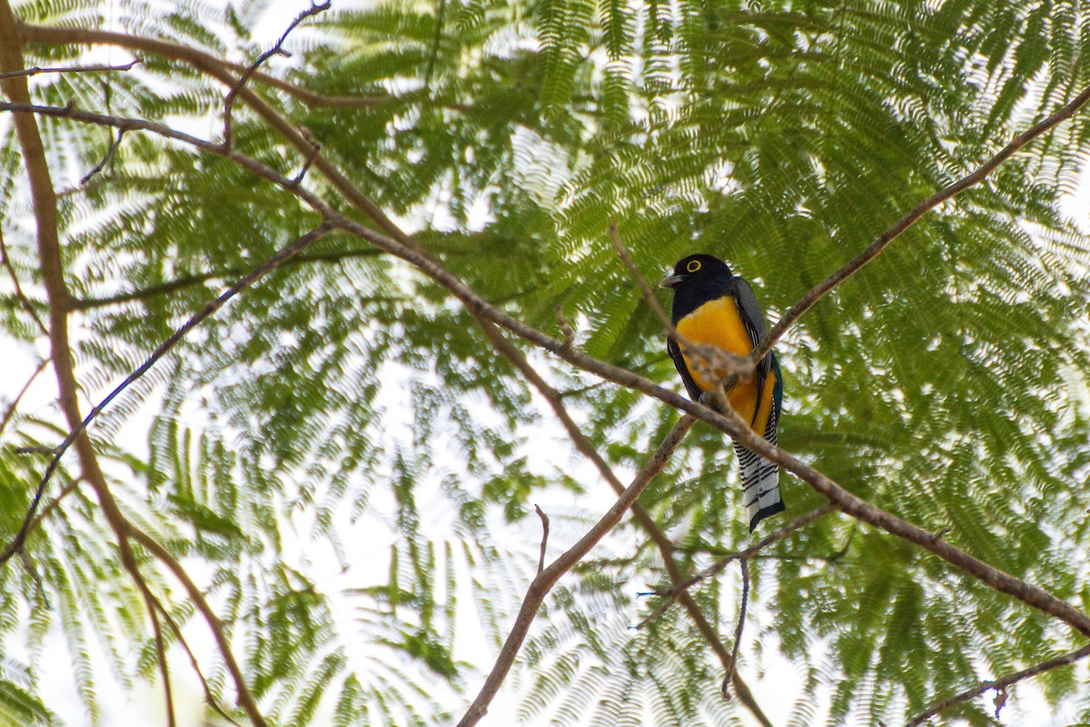 Gartered Trogon - ML638206119