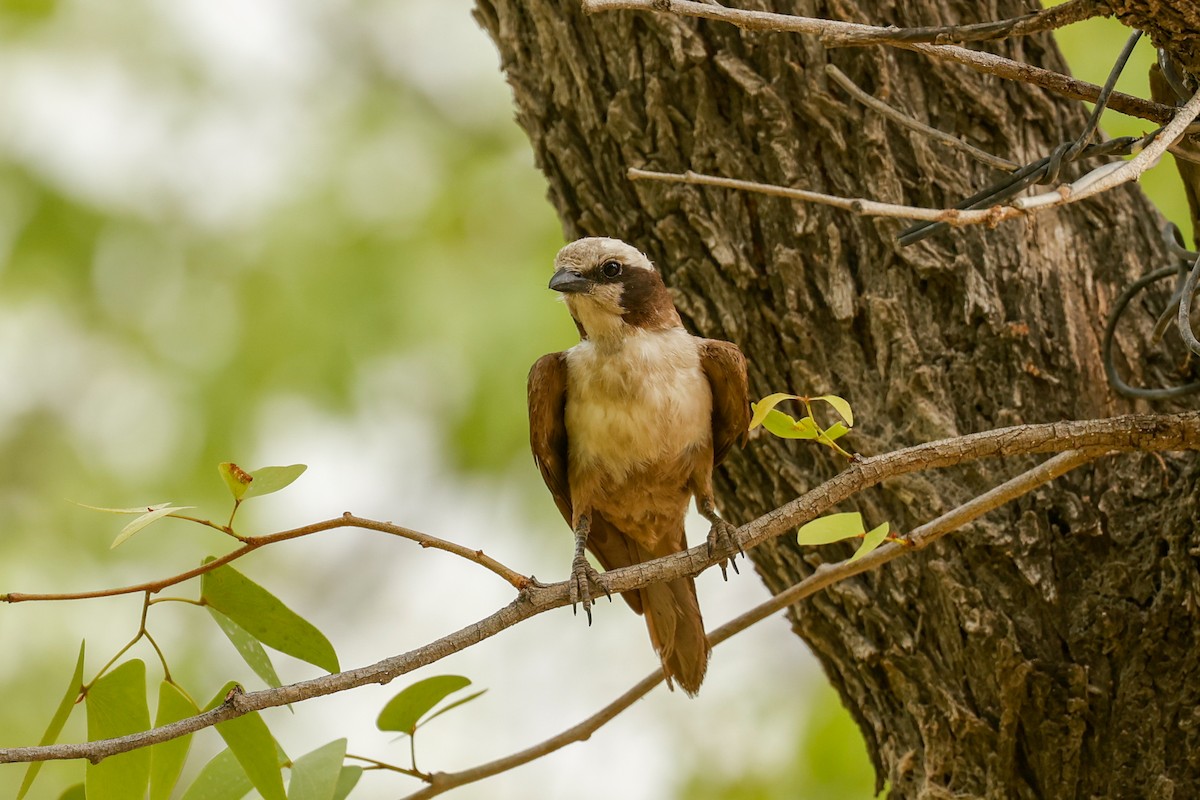White-crowned Shrike - ML638206120