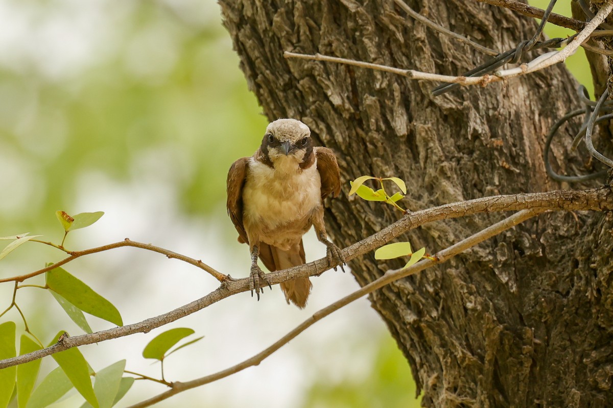 White-crowned Shrike - ML638206121