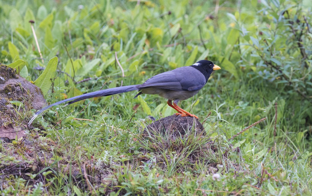 Yellow-billed Blue-Magpie - ML638206122