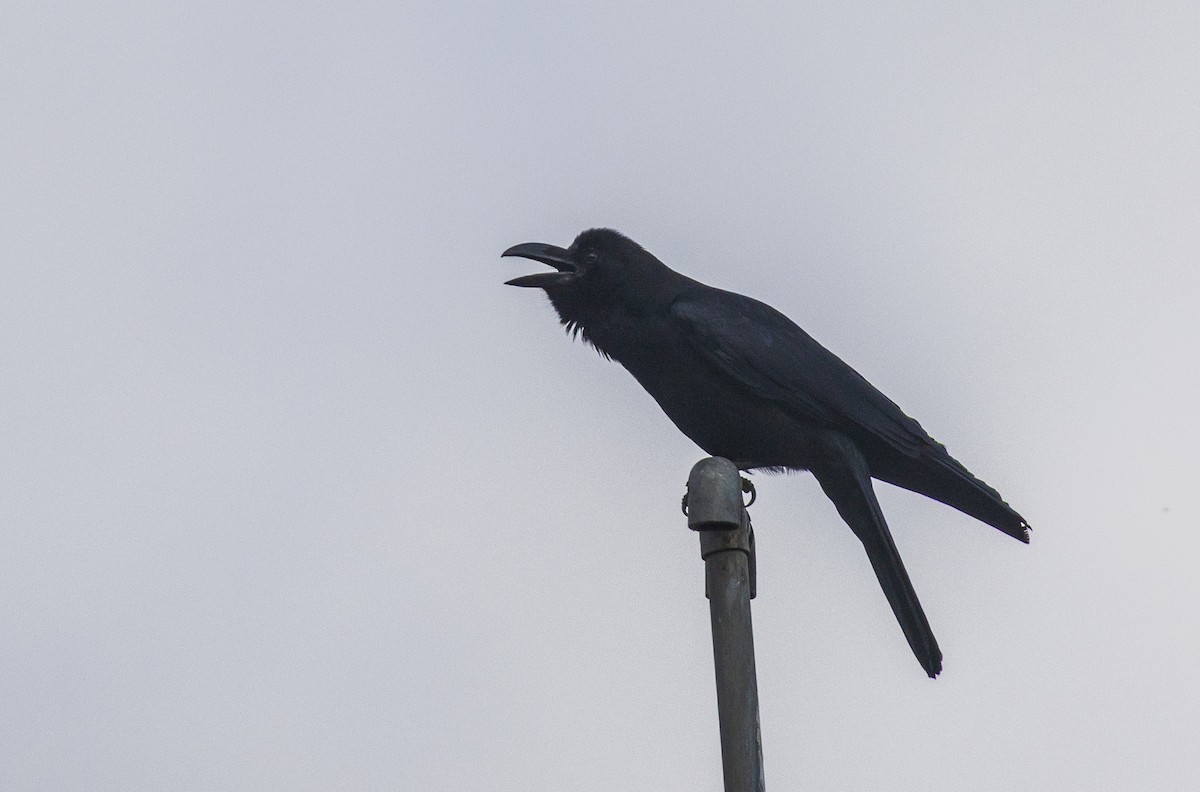Large-billed Crow - ML638206128