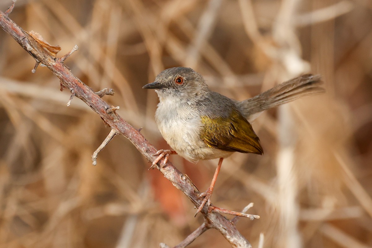 Green-backed Camaroptera (Gray-backed) - ML638206129