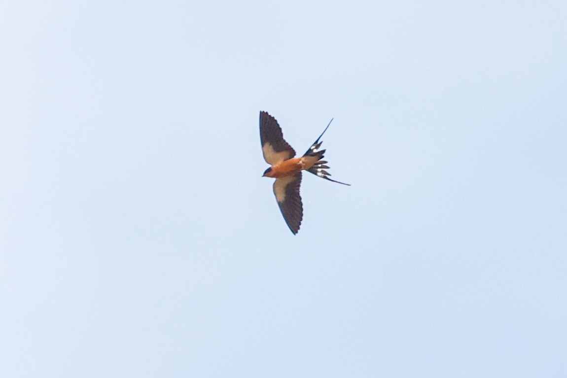 Rufous-chested Swallow - ML638206141