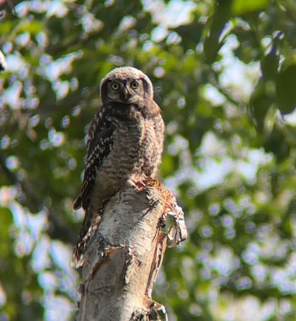 Northern Hawk Owl - ML638206150