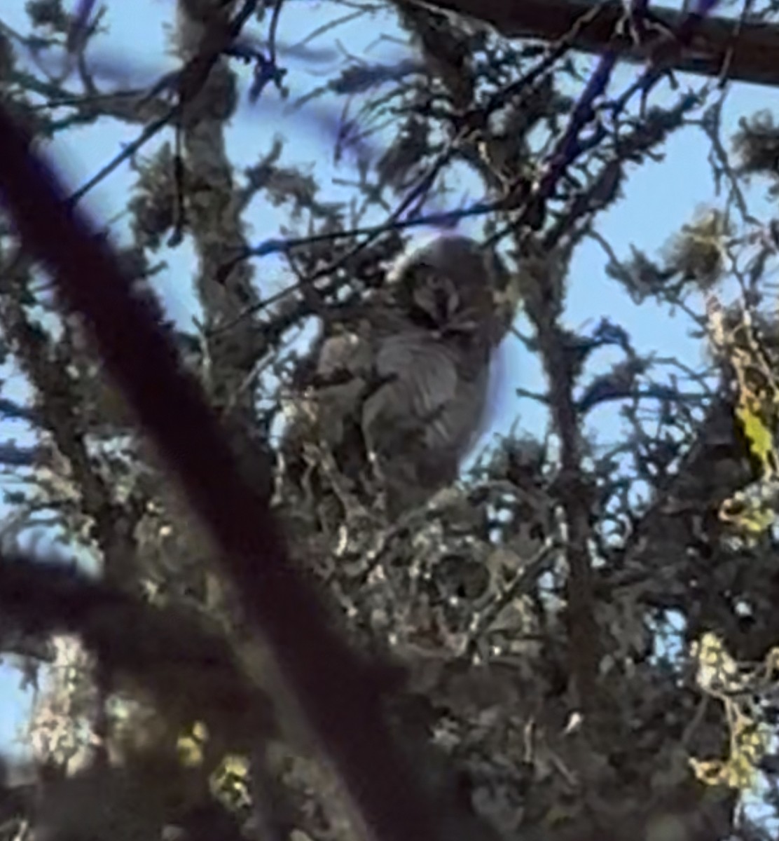 Northern Hawk Owl - ML638206152