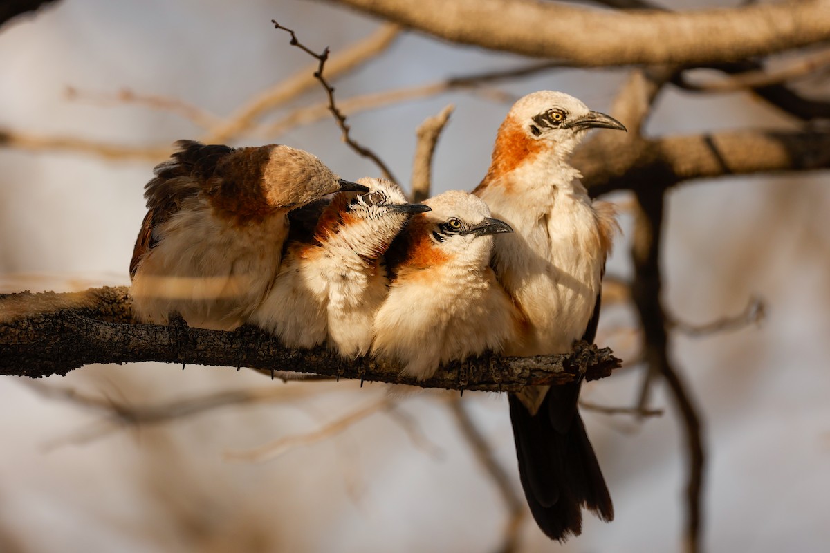 Bare-cheeked Babbler - ML638206162