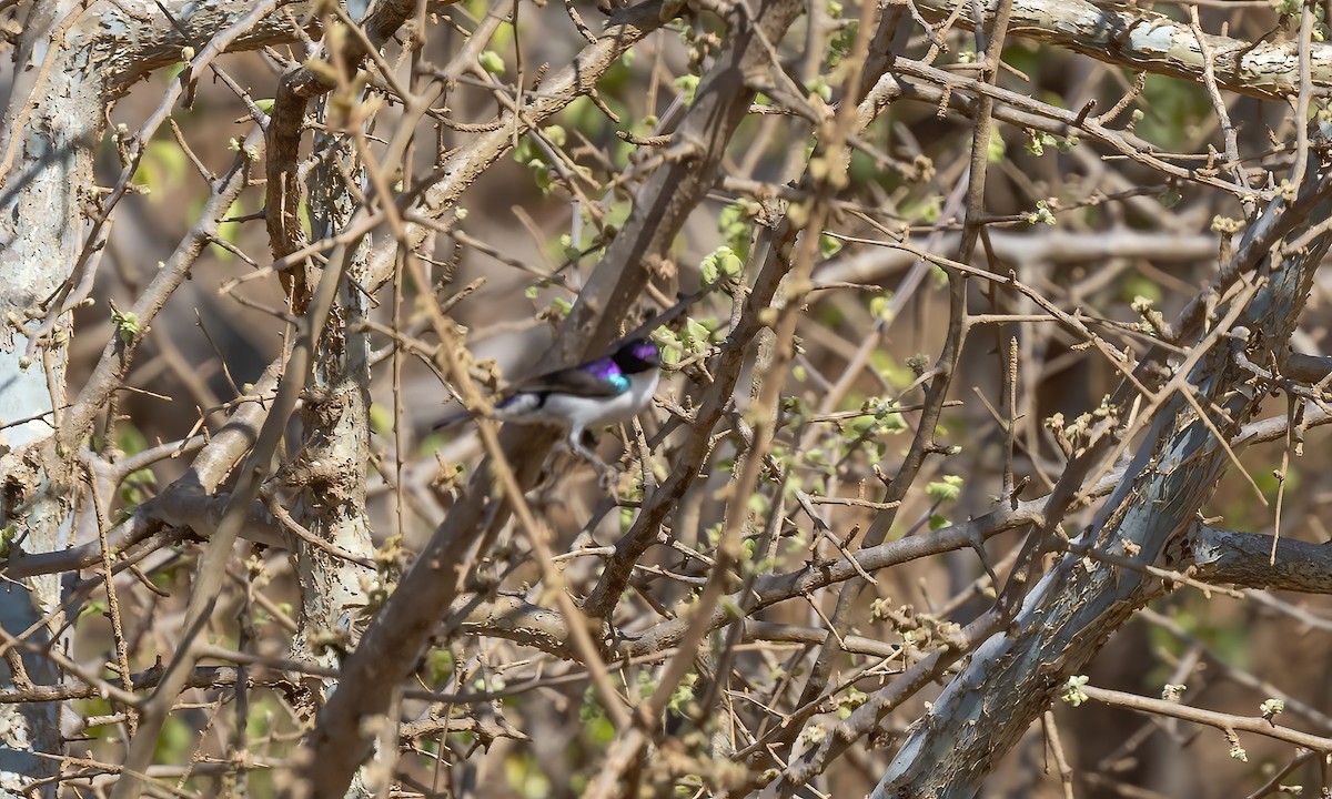 Eastern Violet-backed Sunbird - ML638206163