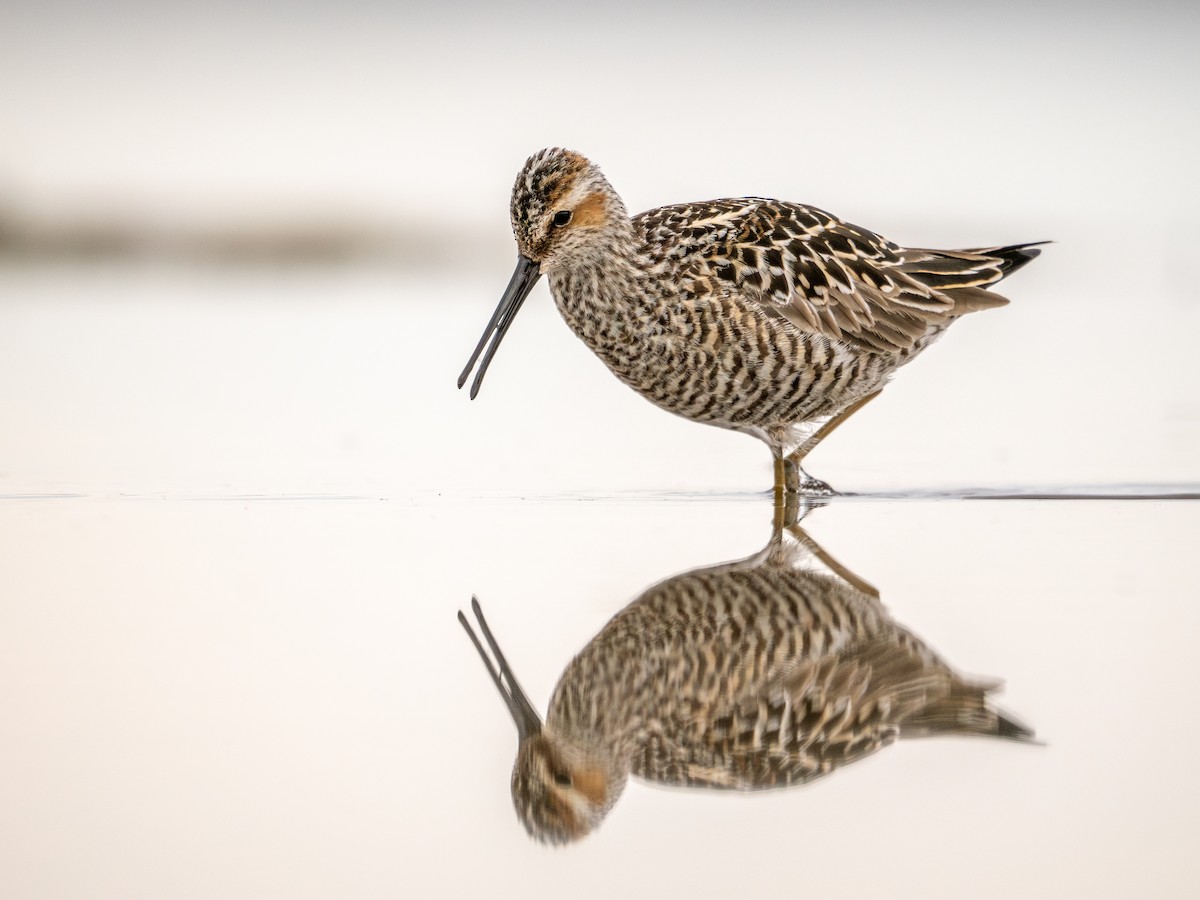 Stilt Sandpiper - ML638206167