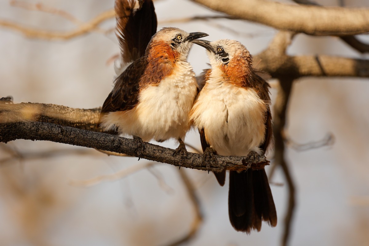 Bare-cheeked Babbler - ML638206168