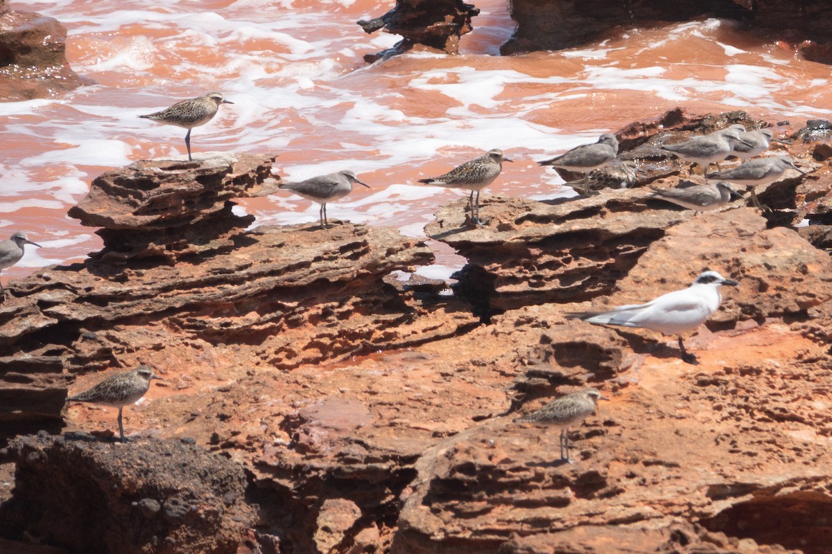 Gray-tailed Tattler - ML638206178