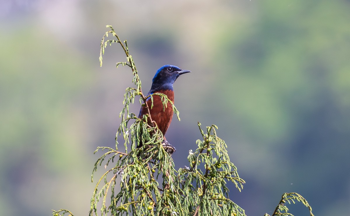 Chestnut-bellied Rock-Thrush - ML638206179