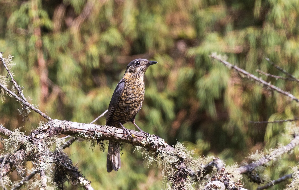 Chestnut-bellied Rock-Thrush - ML638206180