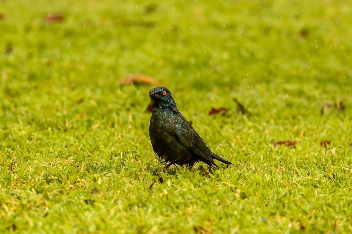 Cape Starling - ML638206183