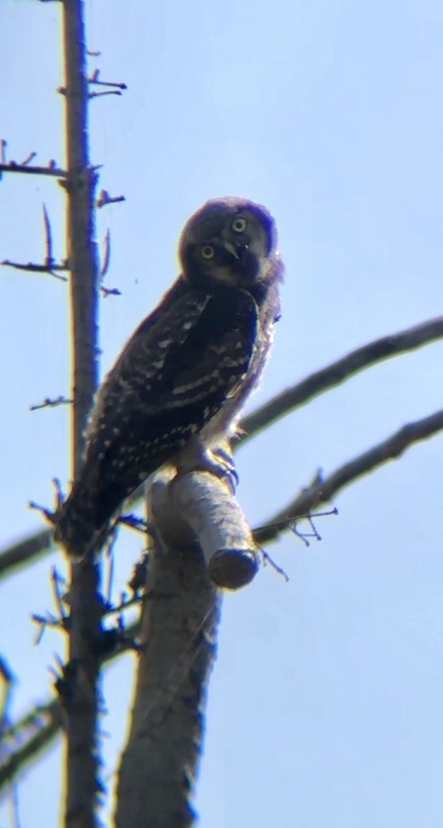 Northern Hawk Owl - ML638206190