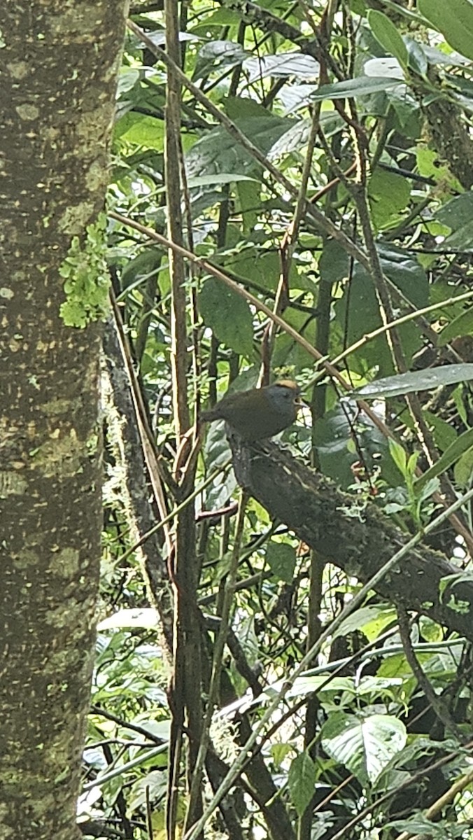Wrenthrush - ML638206198