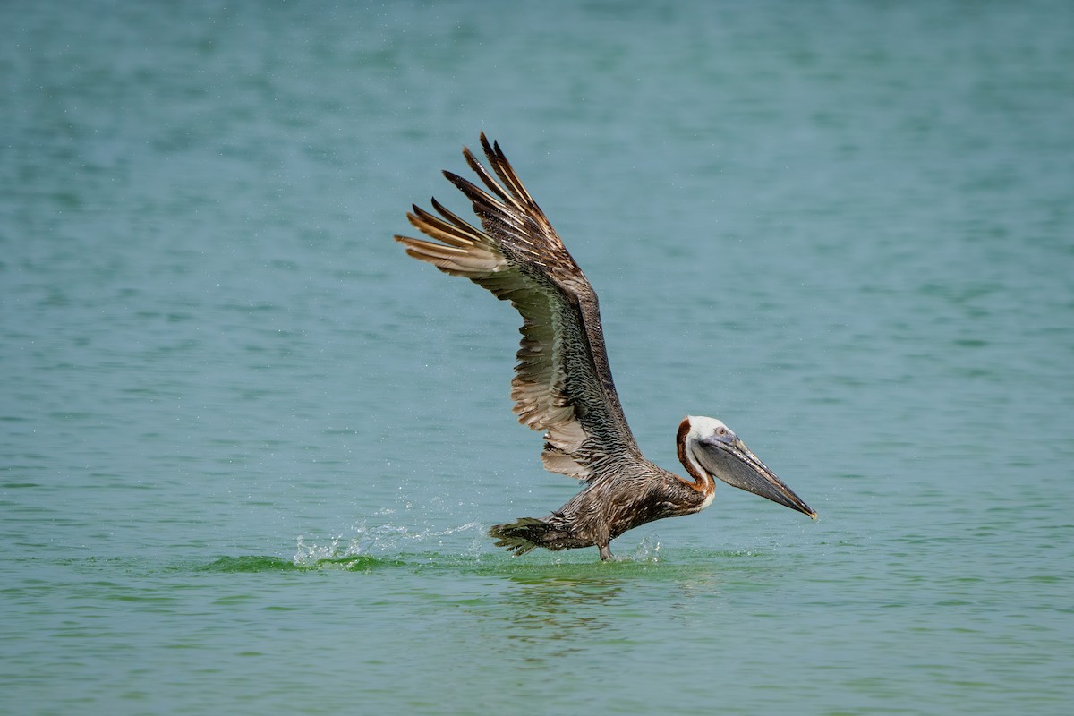 Brown Pelican - ML638206201