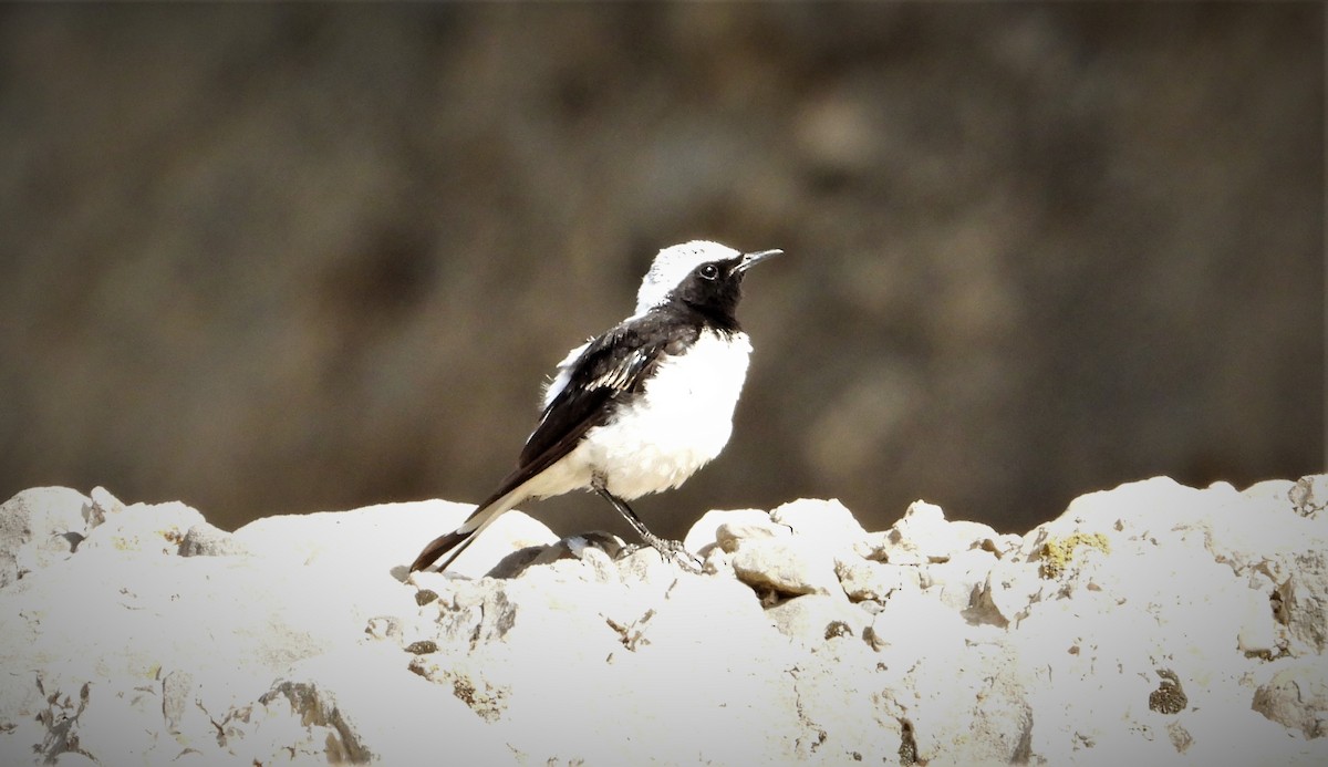 Finsch's Wheatear - ML638206204