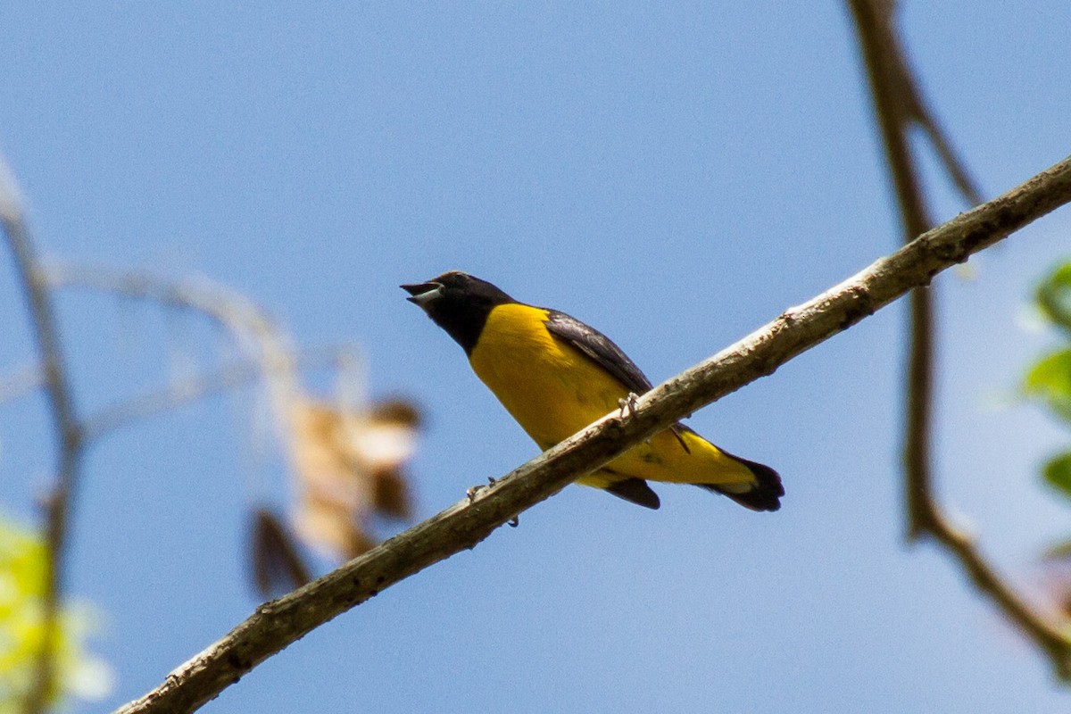Scrub Euphonia - ML638206207