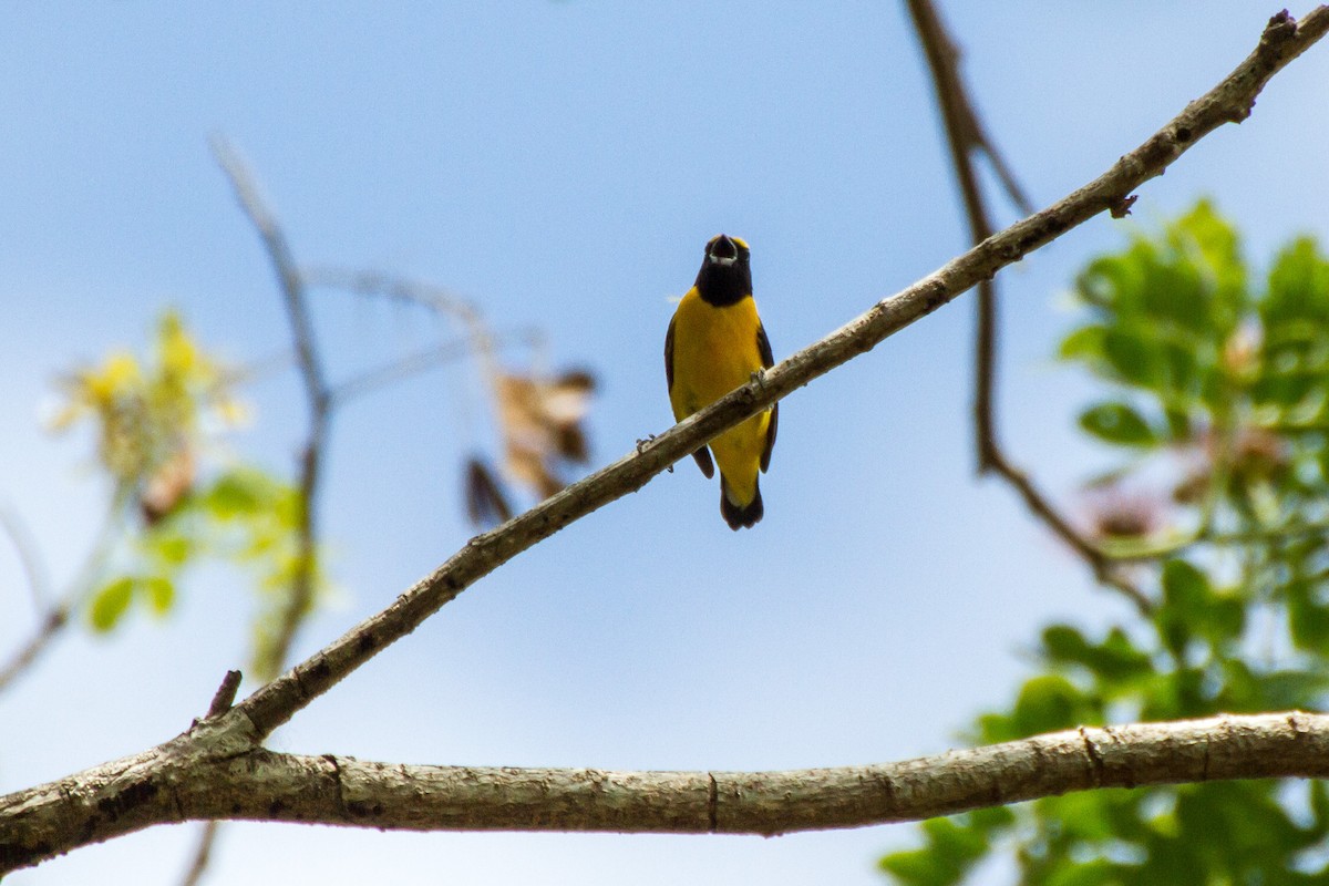 Scrub Euphonia - ML638206208