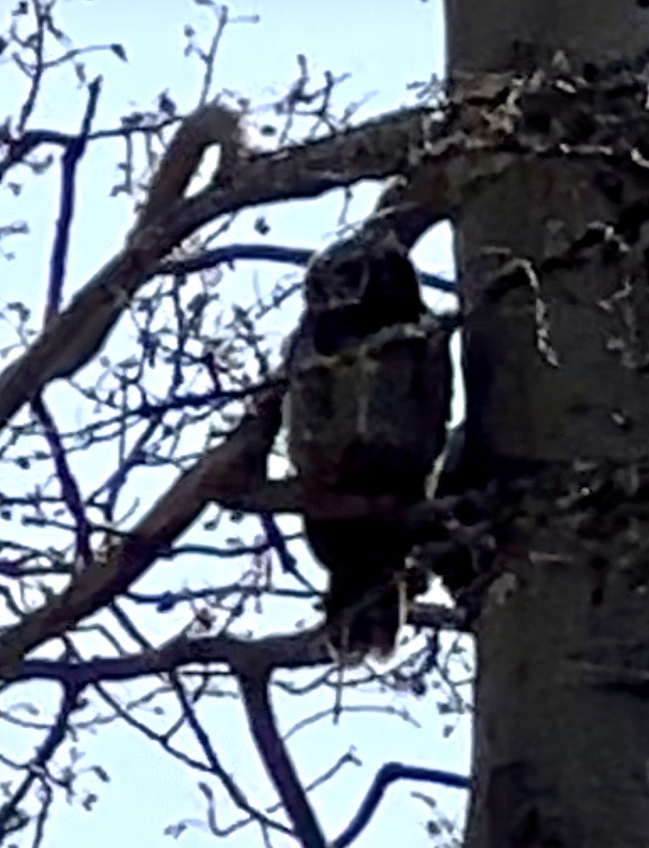 Northern Hawk Owl - ML638206210