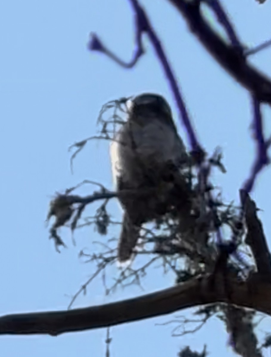 Northern Hawk Owl - ML638206211