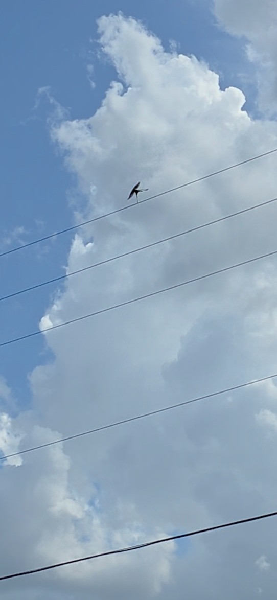 Scissor-tailed Flycatcher - ML638206214