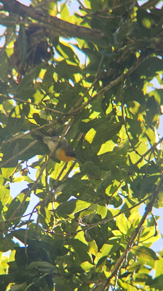 Flame-throated Warbler - ML638206215