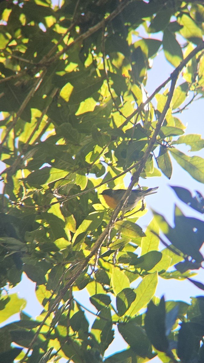Flame-throated Warbler - ML638206216