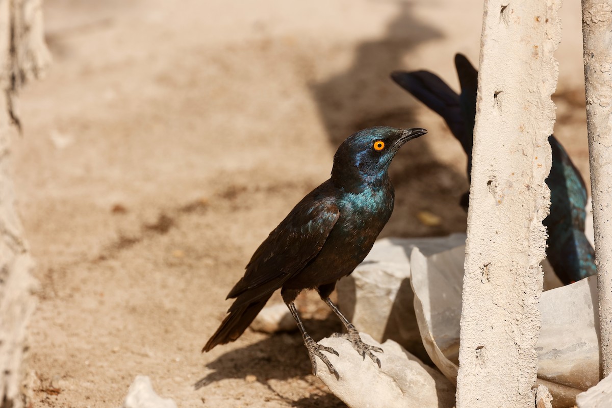 Cape Starling - ML638206233