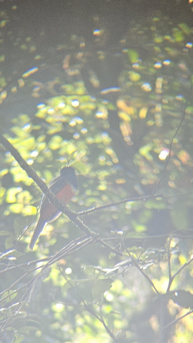 Collared Trogon (Orange-bellied) - ML638206273