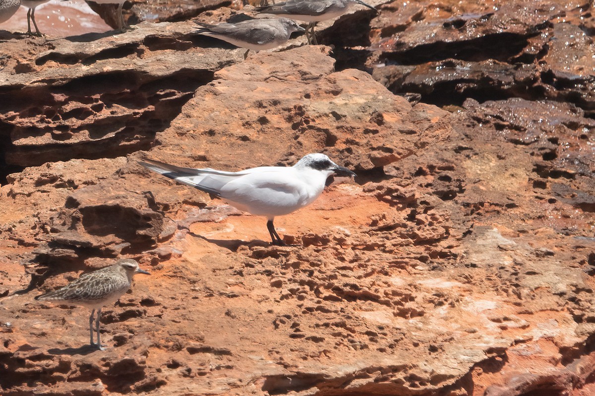 Australian Tern - ML638206274
