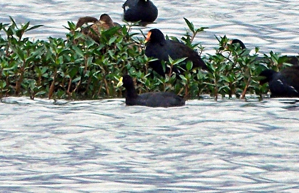 White-winged Coot - ML638206290