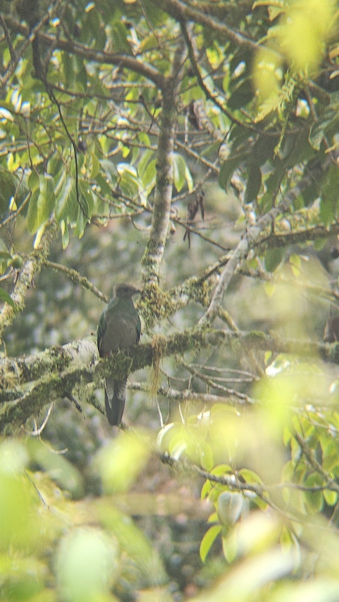 Resplendent Quetzal (Costa Rican) - ML638206296