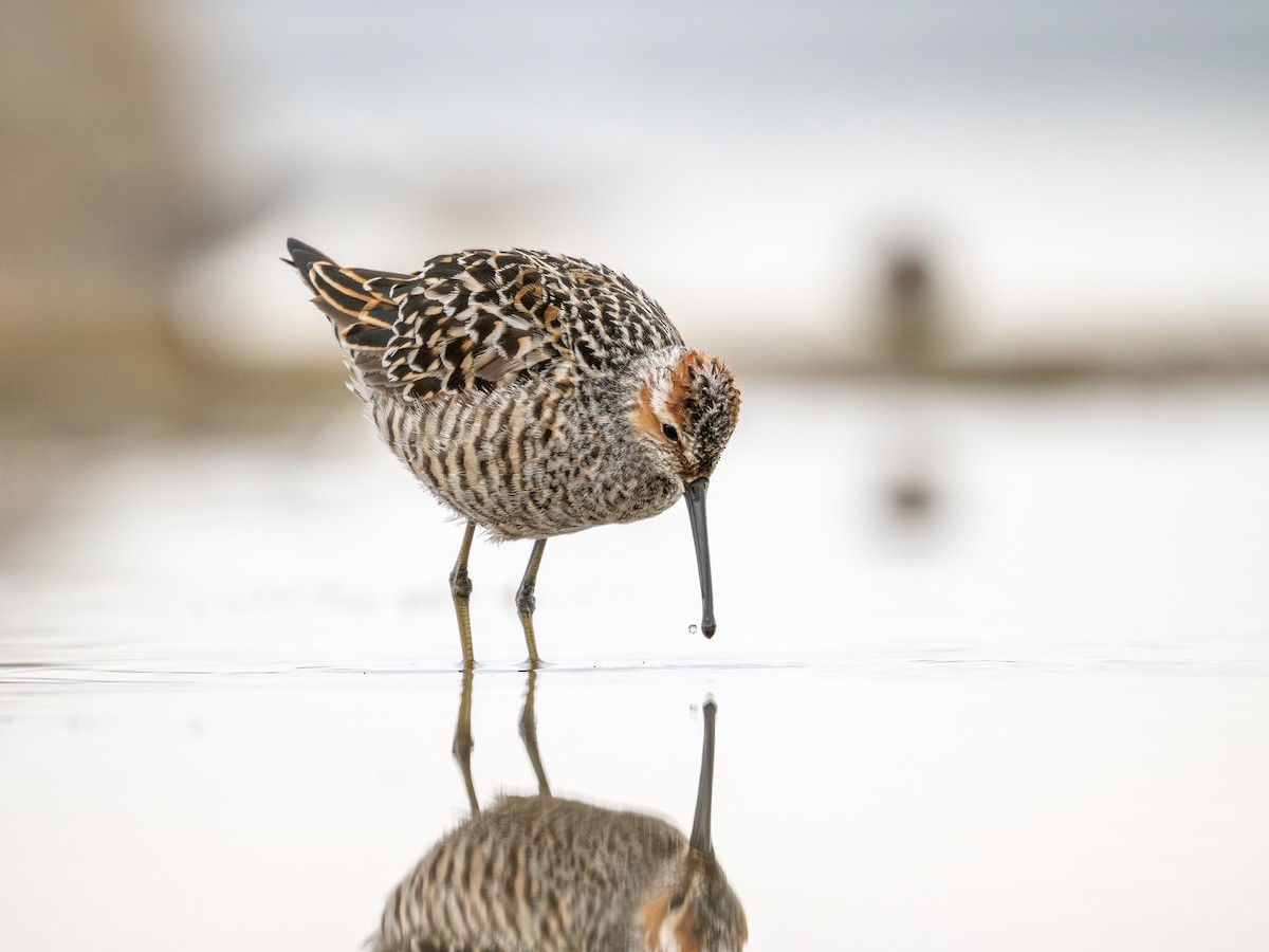 Stilt Sandpiper - ML638206320