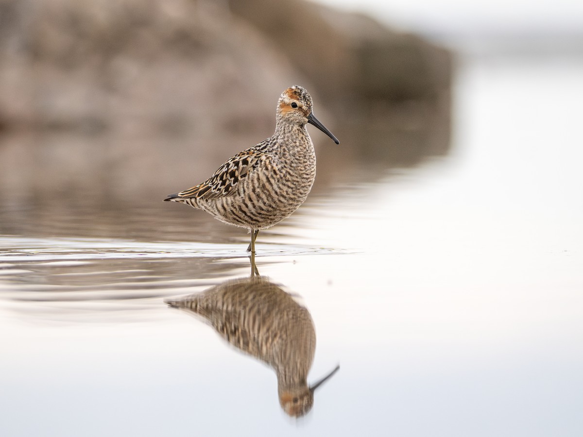 Stilt Sandpiper - ML638206322