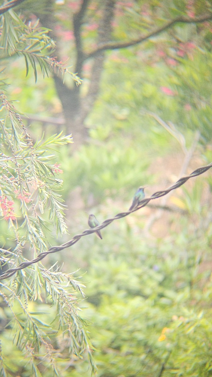 Lesser Violetear - ML638206324