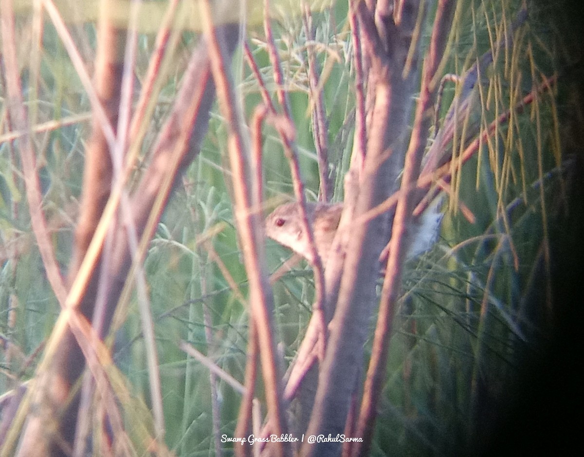 Swamp Grass Babbler - ML638206334