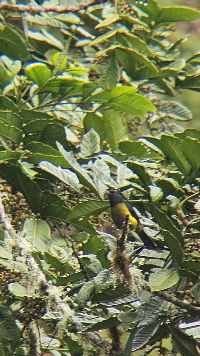 Black-and-yellow Silky-flycatcher - ML638206353
