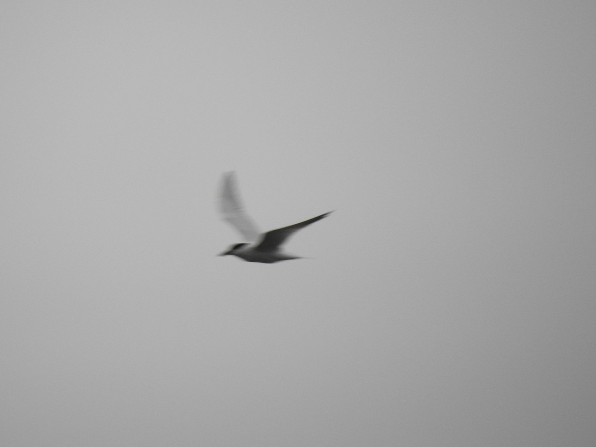 Australian Tern - ML638206402