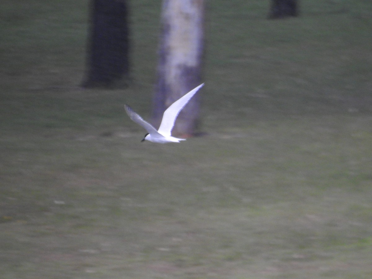 Australian Tern - ML638206404