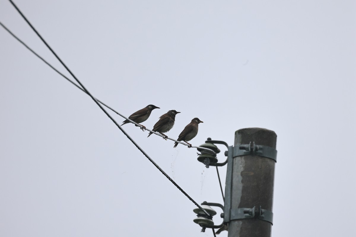 White-cheeked Starling - ML638206415