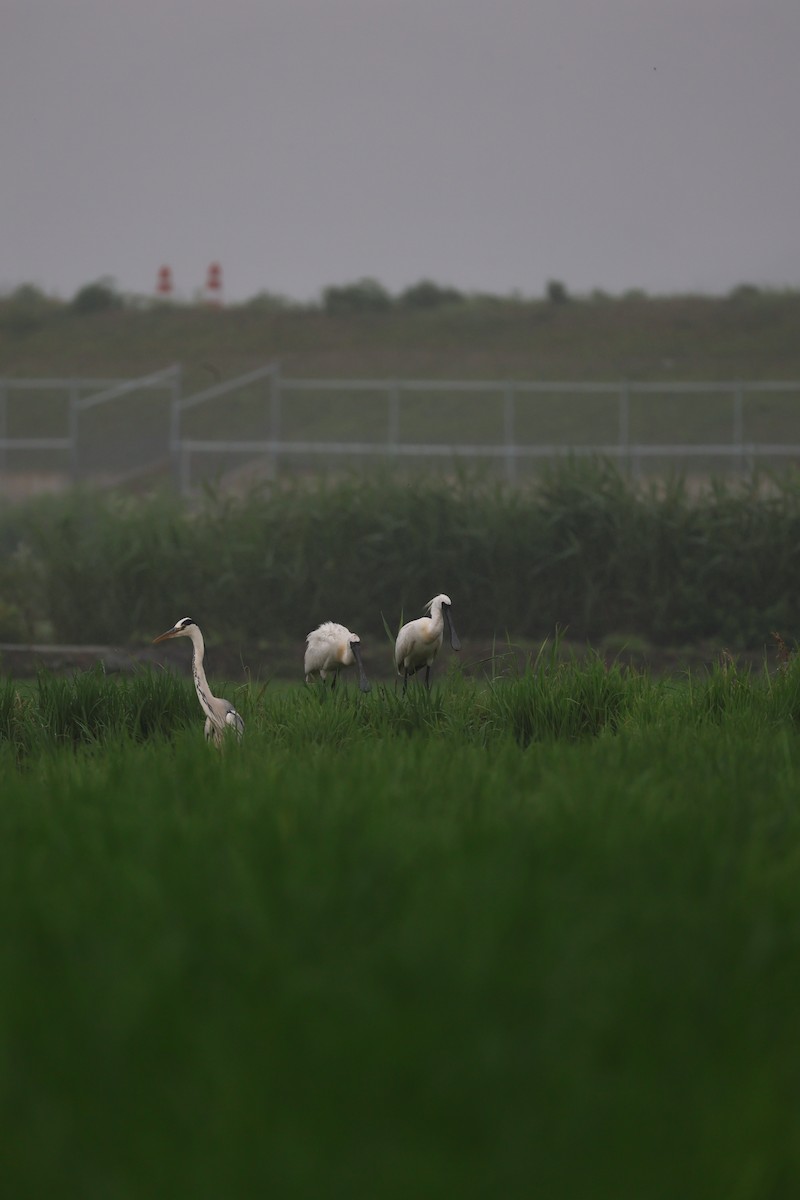 クロツラヘラサギ - ML638206432